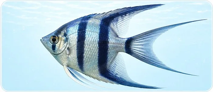 Liropodibnyi khvist