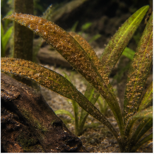 Бурі водорості déposées sur des feuilles d'aquarium