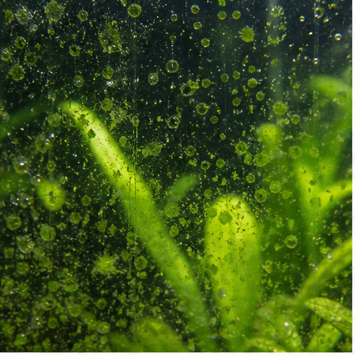 Зелені водорості sur une vitre et des feuilles d'aquarium