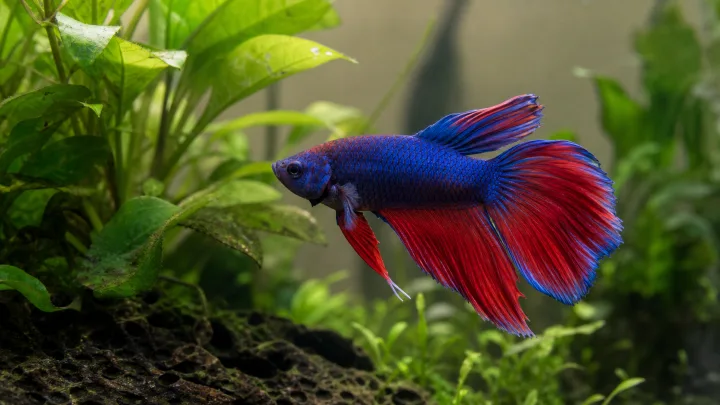 Сумісність Betta