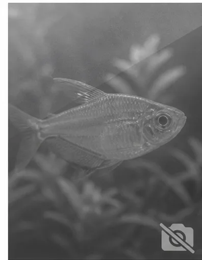 Centropyge acanthops Африканський ангел Африки
