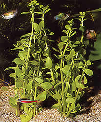 Bacopa monnieri