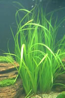 Cyperus helferi
