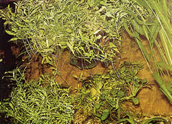 Hygrophila polysperma
