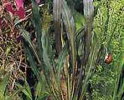 Echinodorus horemanni