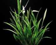 Echinodorus magdalensis