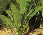 Echinodorus parviflorus