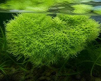 Riccia fluitans