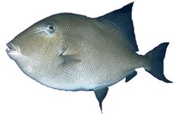 Balistes carolinensis (Свинина)