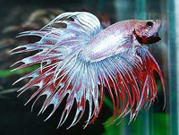 Betta splendens crowntail Винищувач корони