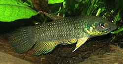 Betta trifasciata Винищувач