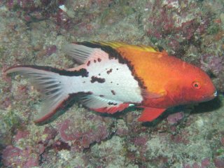 Bodianus anthioides Бодіан