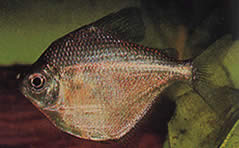 Brachychalcinus orbicularis (Диск характеристики)