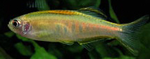 Brachydanio choprae Даніо Чопрей