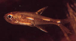 Brittanichthys sp Люмінесцентні тире тетра