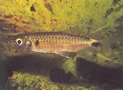 Brycinus macrolepidotus (Тетра з справжніми лусочками)