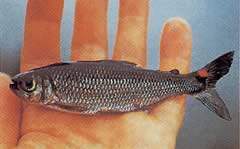 Brycon rubricauda (Брайкон з червоними плавниками)