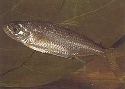 Bryconaethiops macrops (Тетра великі маски)