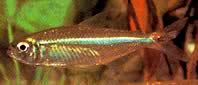 Bryconops affinis (Конічні брикопи)