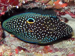 Calloplesiops altivelis (Комета)