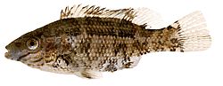 Centrolabus melops Поширений крілабре