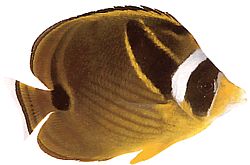 Chaetodon lunula (Смугастий Чедонон)