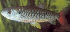Chalceus erythrurus Chalceus з жовтими плавниками