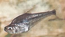 Charax gibbosus (Bump Glass Tetra, charax gibbeux)