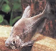 Charax tectifer (Харакс -лінкорі)