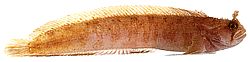 Chirolophis ascanii Бленні де Яррелл