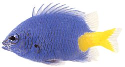 Chrysiptera parasema (Блакитна леді з жовтим хвостом)