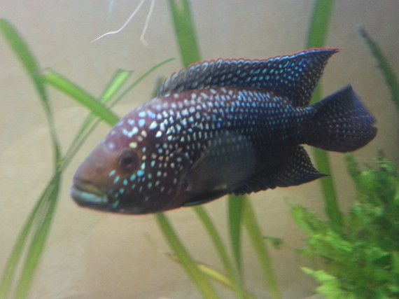 Cichlasoma octofasciatum (Джек Демпсі)