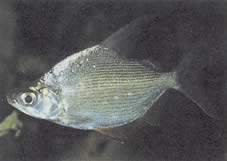 Citharinus citharus Висока спина лайно