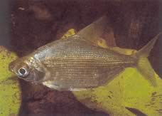 Citharinus congicus Конго -кітарін