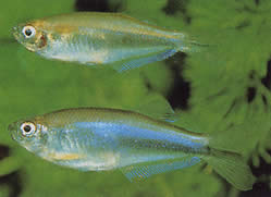 Coelurichthys microlepis (Тетра Крутор з невеликими лусочками, Барбероси)