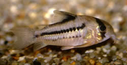 Corydoras axelrodi (Corydoras d'Axelrod)