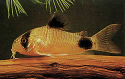 Corydoras panda Коридорас Панда