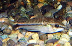 Corydoras pygmaeus Пігмеї Коридорас