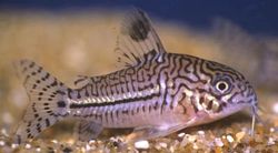 Corydoras trilineatus (Три -Обсмажені Коридорас)