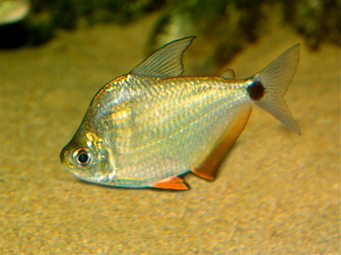 Ctenobrycon spilurus hauxwellianus Характер з високою спиною