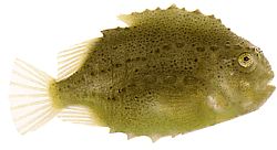 Cyclopterus lumpus Лампа