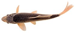 Cyprinus carpio Кой