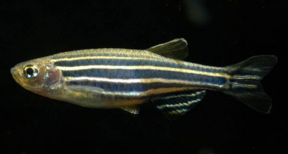 Danio rerio (Даніо Зебре)