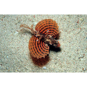 Dendrochirus brachypterus (Карликовий)