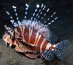 Dendrochirus zebra (Карликовий бал)
