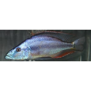Dimichromis compressiceps (Око Malawi Cichlid Eye)