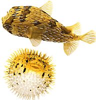 Diodon holocanthus (Терниста повітродувка)