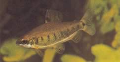Distichodus decemmaculatus (Карликовий distichodus)