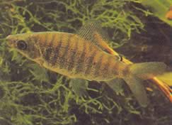 Distichodus fasciolatus (Сірий смугастий район)
