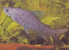 Distichodus notospilus (Диститін)